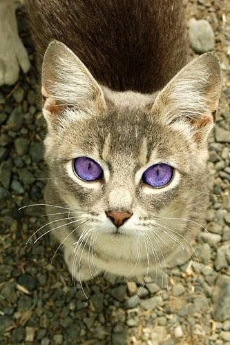 猫咪钻进细缝里怎样才能出来,怎么让猫咪进到大纸箱里面
