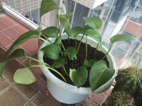 绿萝怎么养才能更旺盛水里加醋,扦插绿萝培养方法和注意事项