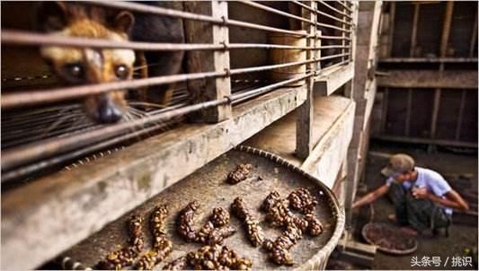 猫屎咖啡最贵的饮品,为什么猫屎咖啡是世上最贵的咖啡