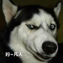 狗狗误食大量益生菌怎么办,狗狗轻微食物中毒自救三招