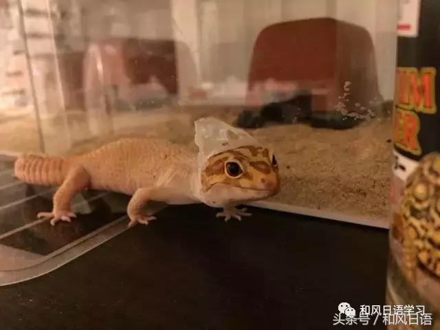 日本可爱小壁虎,日本宠物壁虎