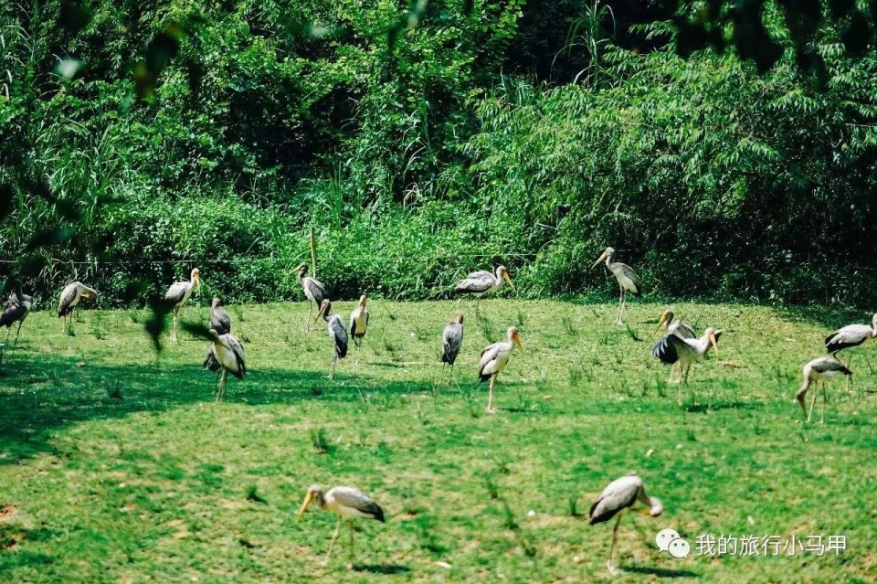 珠海长隆野生动物园旅游攻略,广州长隆自驾游旅游攻略