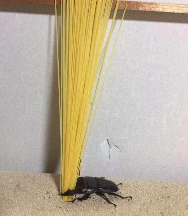 你养的宠物只会花钱，人家日本美女养的宠物会画画，还能挣钱