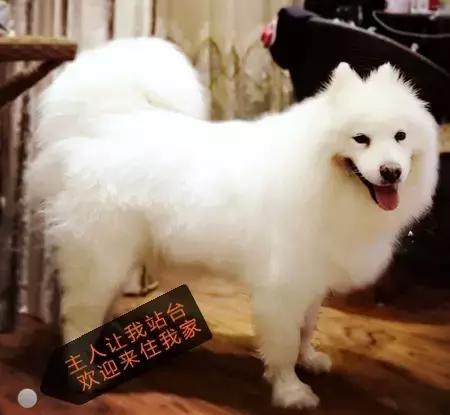 阿里巴巴20年年会员工吐槽老板,阿里巴巴年会吐槽高管