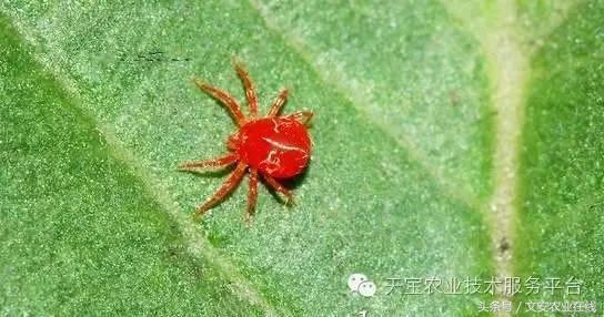 生物杀虫剂十大品牌,十大灭跳蚤最快的杀虫剂