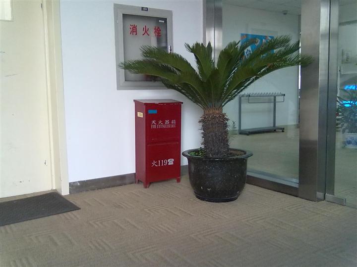 什么属相不合适养铁树,属兔的养铁树的危害