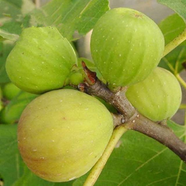 精明女人早就不种花草了，都在种这些果树苗，好看还好吃