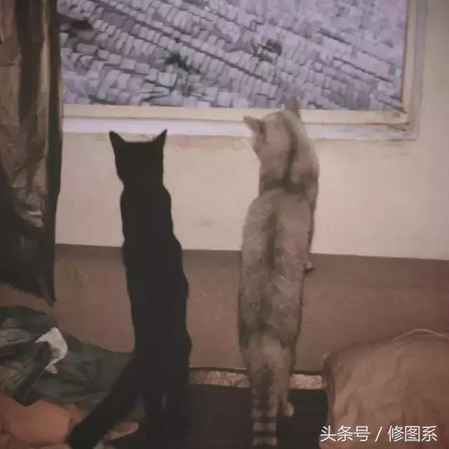 修图师会用哪些修图软件,修图师都用ps么