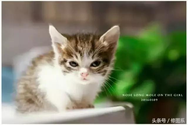 修图师会用哪些修图软件,修图师都用ps么