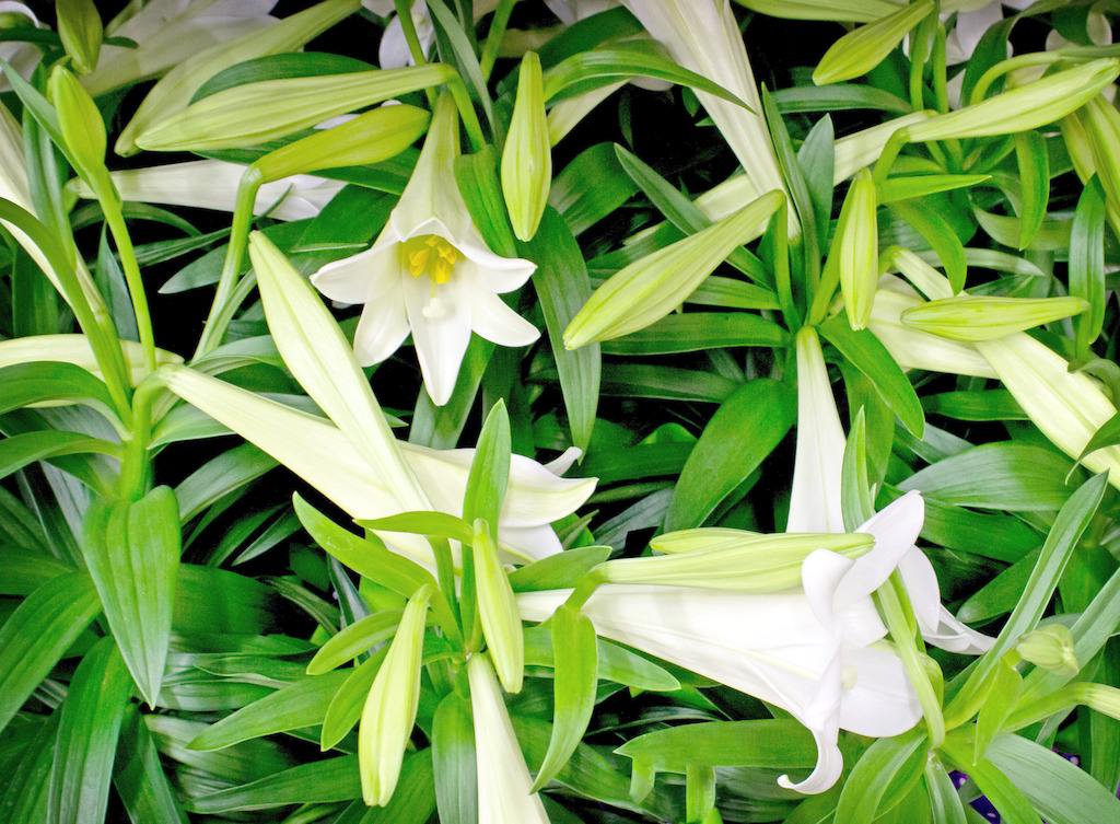 百合百年好合的功效与功能,百合花除了百年好合还有什么寓意