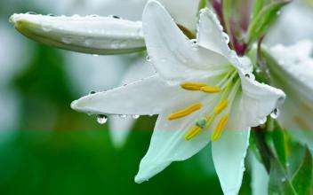 百合百年好合的功效与功能,百合花除了百年好合还有什么寓意