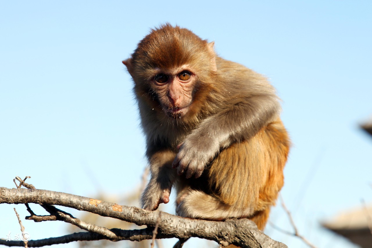 属猴之人最不好的出生月份,属猴人哪一年命最苦