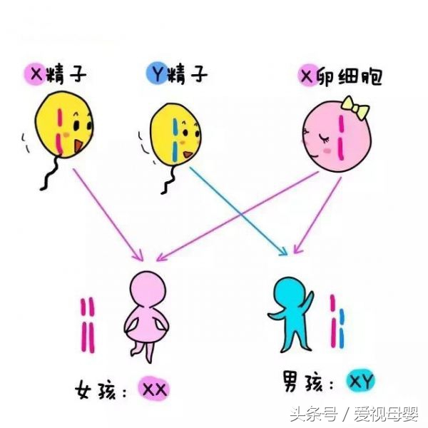生男生女能够自己决定吗在线阅读,生男生女真的能自己决定吗