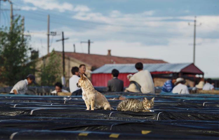 近距离了解砖窑厂烧制砖块的秘密