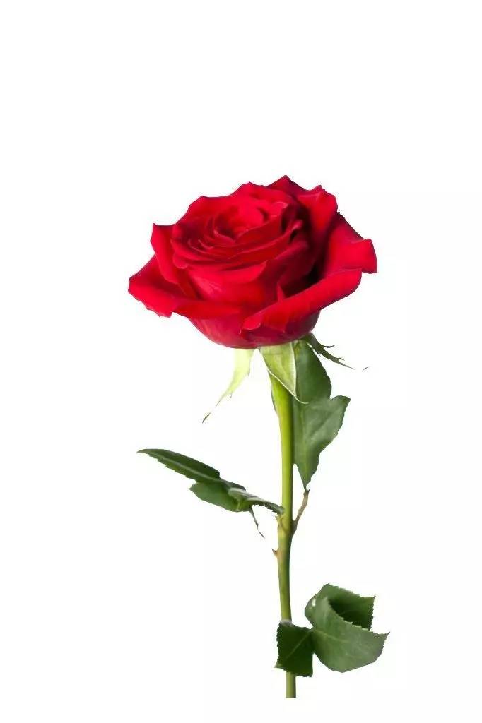 鏄庢槦鍚屾绉嶈崏濂界墿,鏄庢槦绉嶈崏鎺ㄨ崘