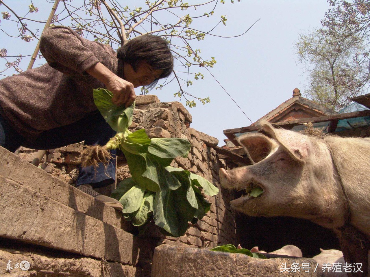 农村养猪：养猪户喜欢用红薯喂猪，但要避开这些误区！