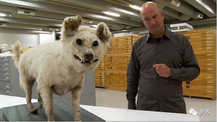 二郎神的宠物是哮天犬吗,历史记载二郎神的哮天犬是什么狗