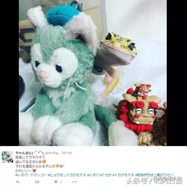 日本可爱小壁虎,日本宠物壁虎