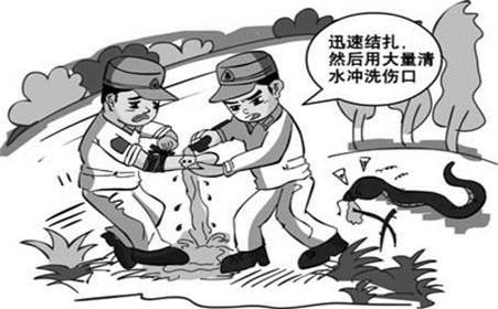 蛇毒急救,中蛇毒正确急救方法是什么