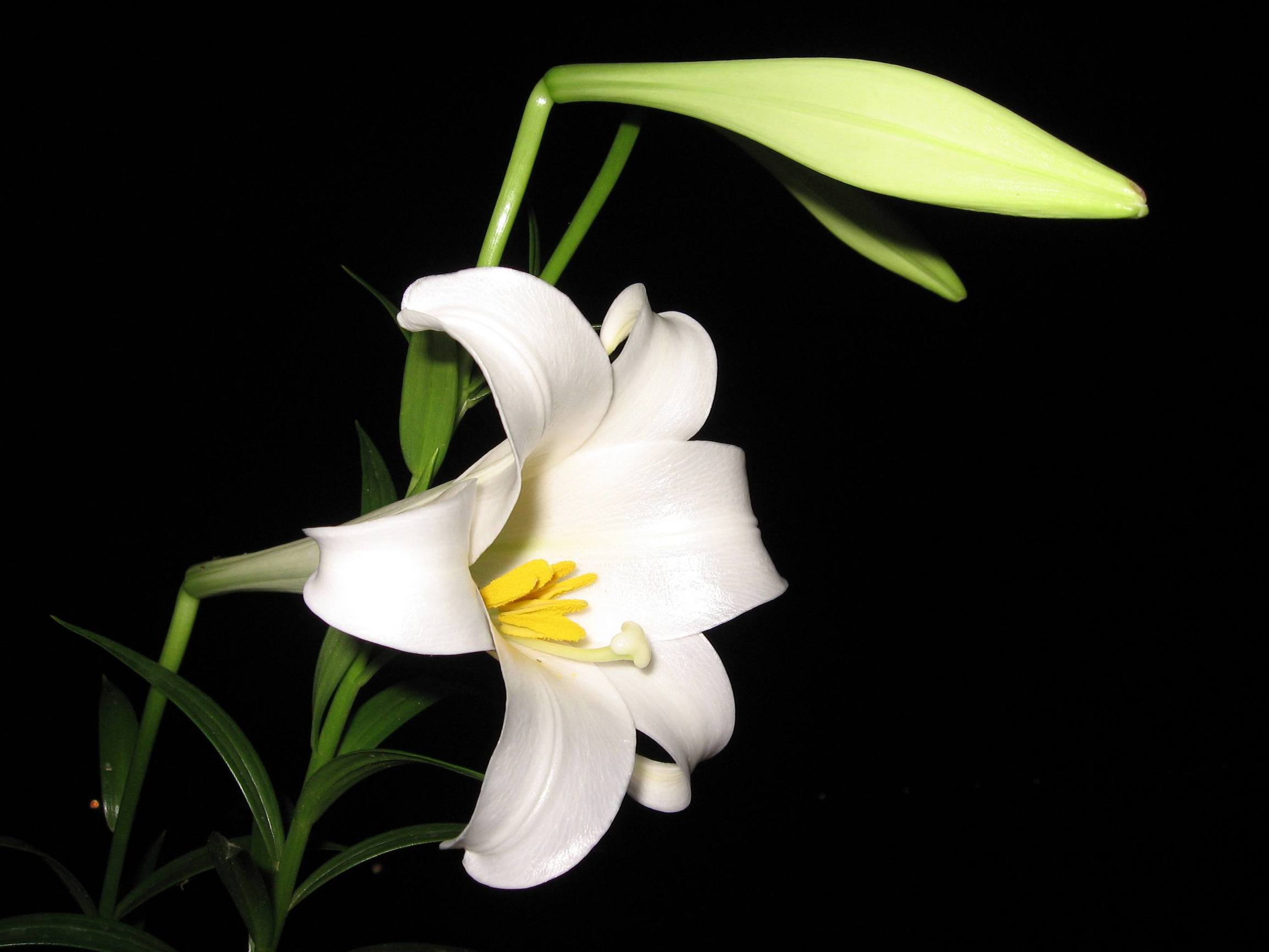 百合百年好合的功效与功能,百合花除了百年好合还有什么寓意