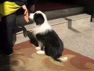 如何训练边境牧羊犬基本动作,怎么训练边境牧羊犬