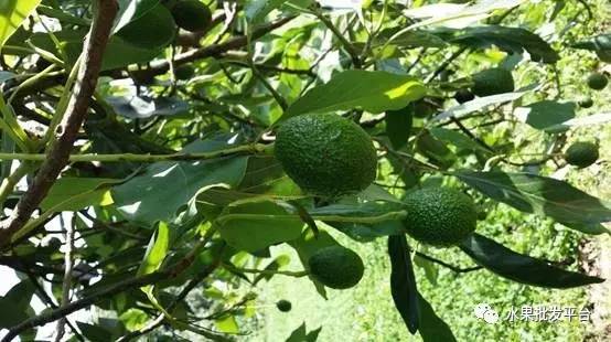 牛油果广告洗脑,关于牛油果标签