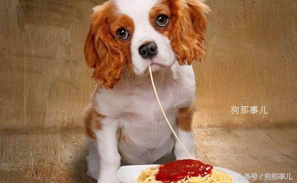 新手养狗必须要买什么狗粮,养狗需要买狗粮吗