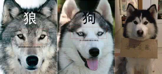 厉害了，我的二哈！“狗生”圆满：混入动物园，娶了头母狼