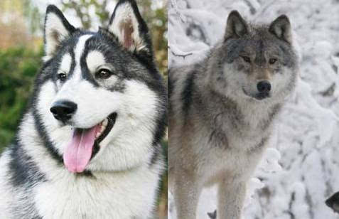 厉害了，我的二哈！“狗生”圆满：混入动物园，娶了头母狼