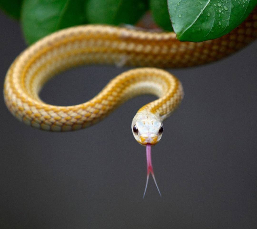 十二生肖牛的最佳配对属相是什么,属相的最佳配对是什么生肖