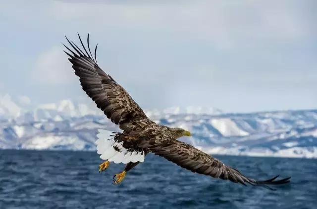 父母在不远游要去外地发展吗,父母在不远游正确吗