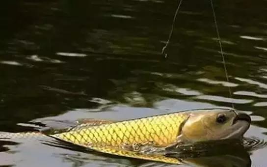 秋末冬初钓大草鱼技巧,夏末秋初野钓草鱼鲤鱼技巧