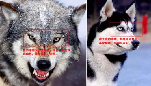 厉害了，我的二哈！“狗生”圆满：混入动物园，娶了头母狼