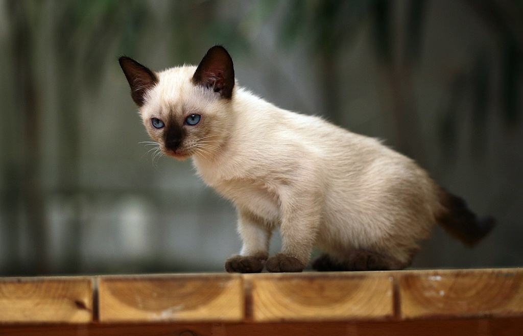 每日一猫暹罗猫,猫界保姆暹罗猫