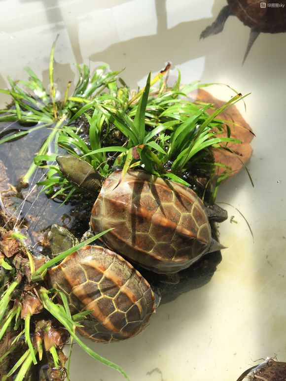 新手养龟的十大注意事项,养龟新手必须知道的两个要害点