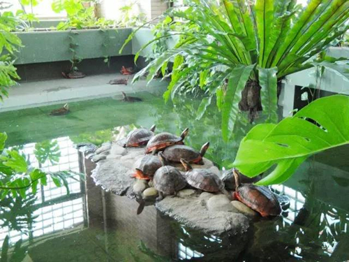 新手养龟的十大注意事项,养龟新手必须知道的两个要害点