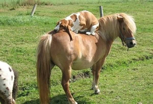 十二生肖牛的最佳配对属相是什么,属相的最佳配对是什么生肖