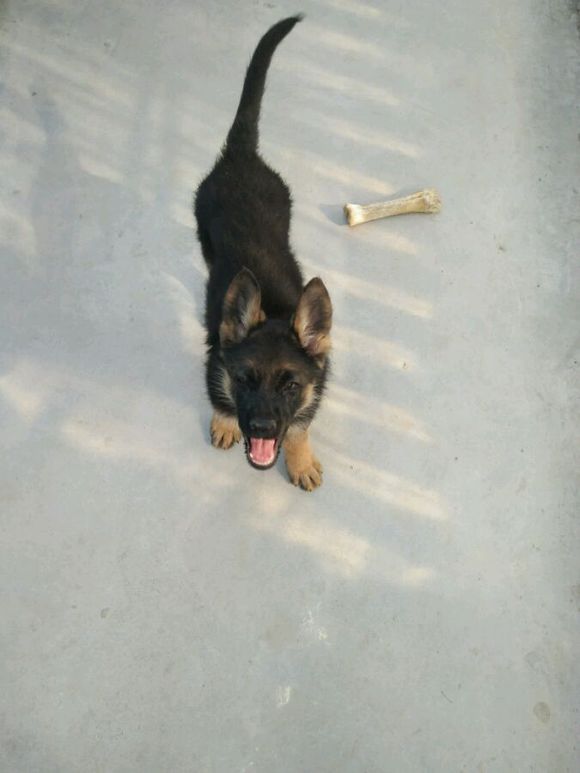 一只德牧从出生到长大的变化,平背短毛德牧幼犬1-12个月变化图