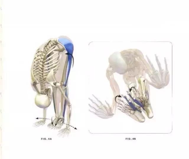 坚持一个月平板支撑会有什么变化,坚持练平板支撑身材有什么变化