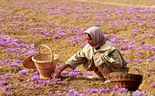 女人的花漂亮又高贵,藏红花被誉为女性之花