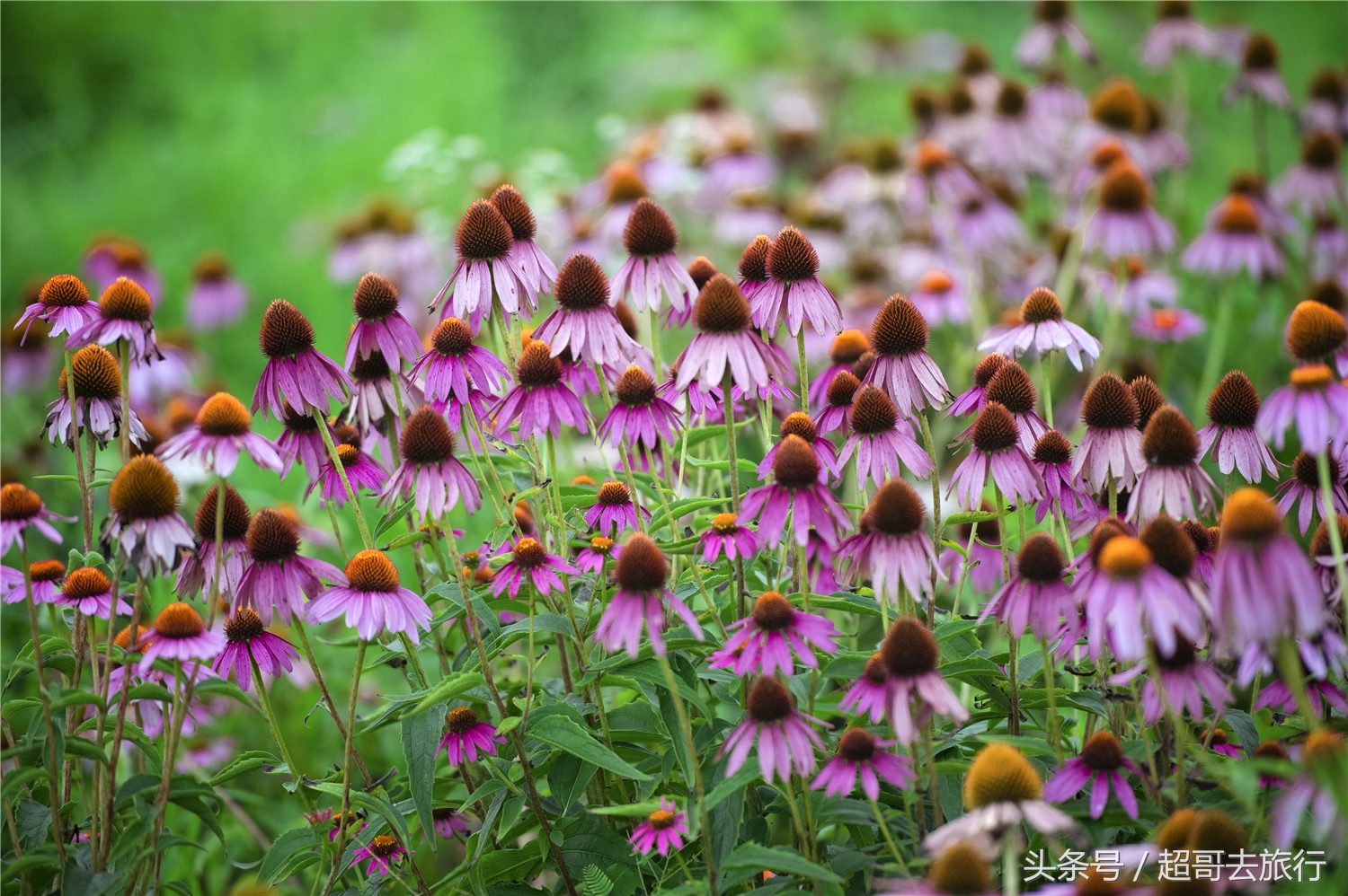 日照花仙子风景区团购,日照花仙子风景区为什么拆了