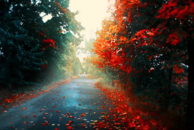 枫叶旅游拍照技巧,春季赏枫叶拍照技巧