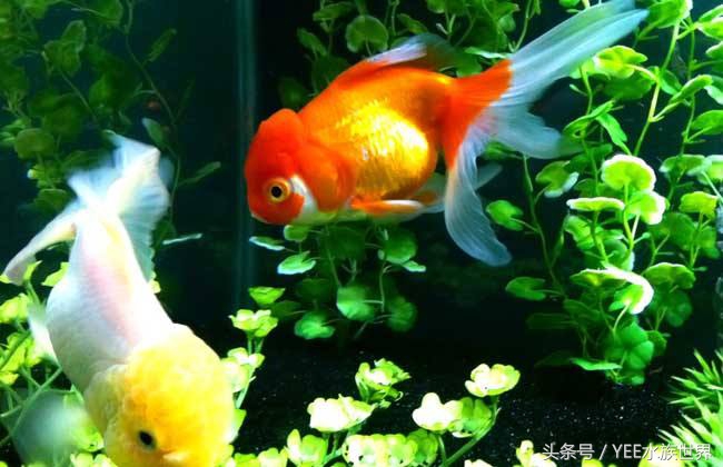 金鱼缸最合适种什么水草,水缸里有水草的金鱼缸需要换水吗