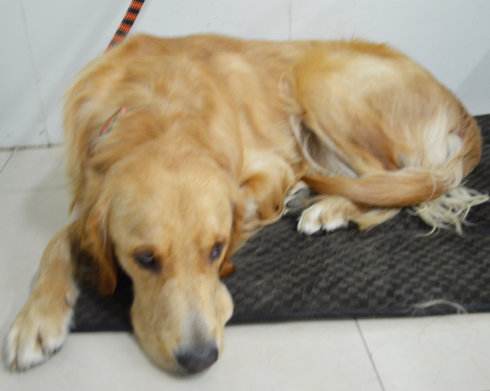 金毛犬的治疗视频,金毛犬得了犬瘟的症状