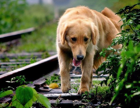 金毛犬的治疗视频,金毛犬得了犬瘟的症状
