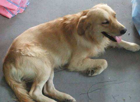 金毛犬的治疗视频,金毛犬得了犬瘟的症状