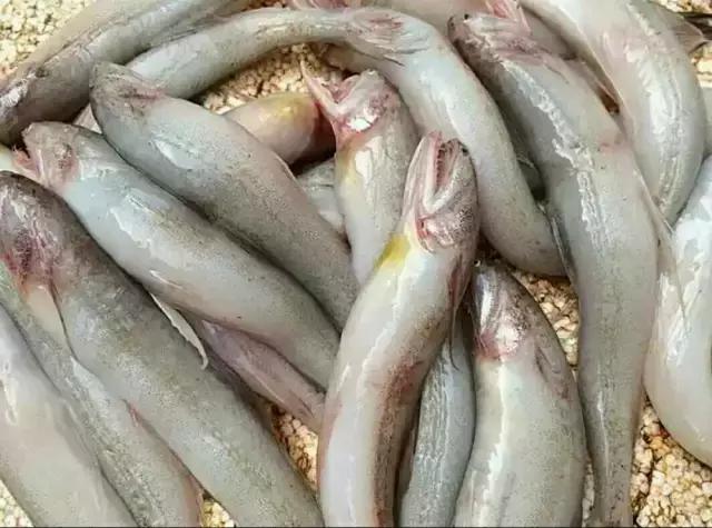 东海开渔节后海鲜什么时候能到,东海全面开渔第一网海鲜被抢空