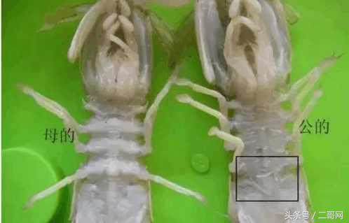 皮皮虾剥壳小妙招,皮皮虾小妙招