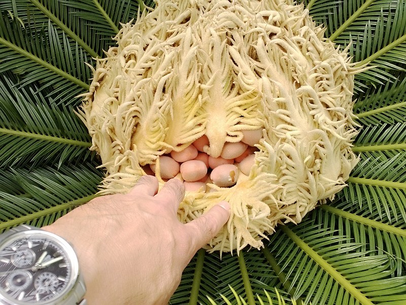 什么属相不合适养铁树,属兔的养铁树的危害