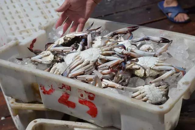 又到吃海蛎子的季节,又到了吃海鲜的季节生蚝